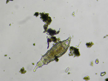 Zooplankton: hvad det er, eksempler, mad og fytoplankton