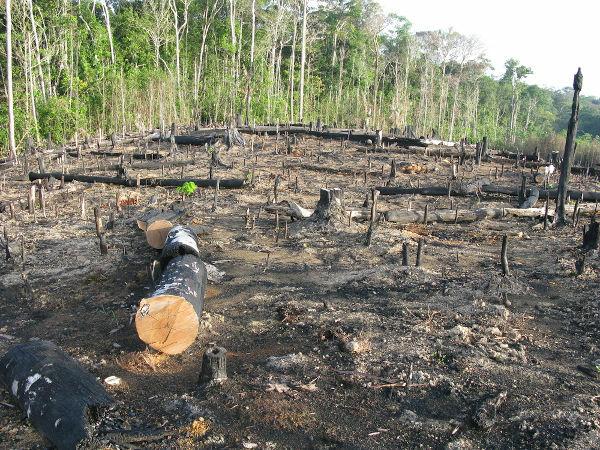 Ontbossing en verbranding van het Amazonewoud.