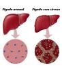 Liver. Functions and characteristics of the liver