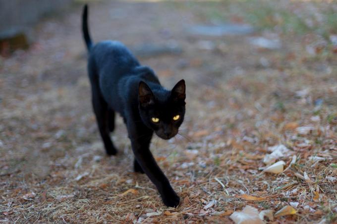 बिल्लियों की आँखें अँधेरे में क्यों चमकती हैं?