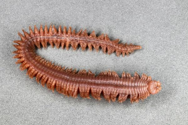 Polychaetes are found in a marine environment and have multiple bristles.