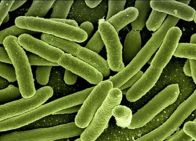 escherichia coli bakterijos