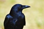 Betydelsen av Raven (Vad det är, koncept och definition)