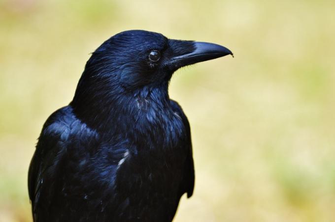 Meaning of the Raven (What it is, Concept and Definition)
