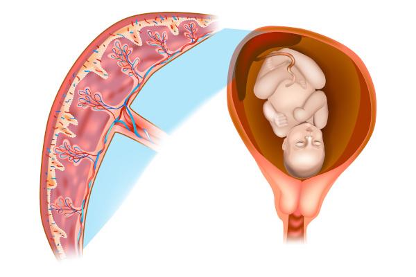 A placenta egy átmeneti szerv, amelyet a placenta emlősöknél láthatunk.