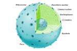 細胞核：それは何ですか、コンポーネントと機能