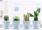 4 veksthemmeligheter som er enkle å lære for sunne, blomstrende kaktuser