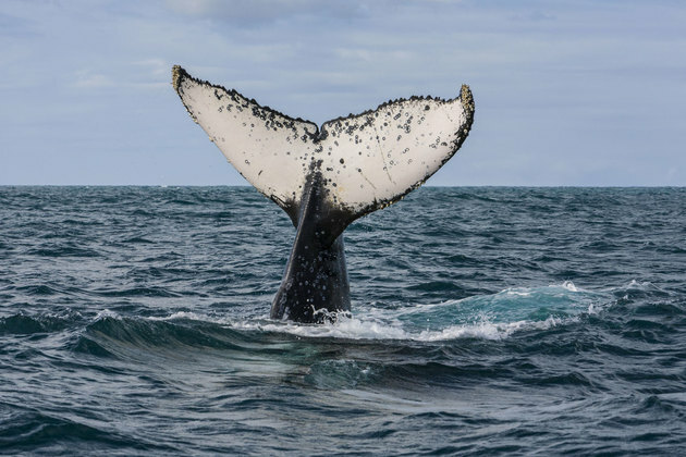 гърбав кит опашка