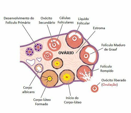 Ovulation and the Fertile Period