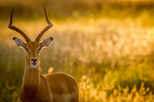 De impala is een gewerveld dier uit de groep zoogdieren.