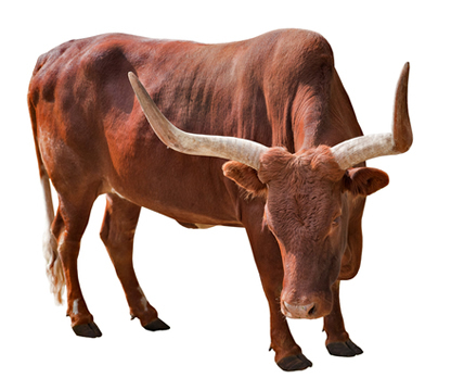 Bulls, like some other artiodactyl ungulates, have horns, not horns.