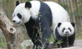 Медведь панда: характеристика, размножение, мелочи