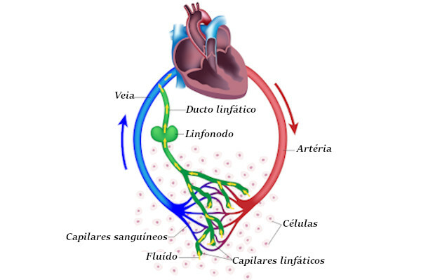 Lenfatik sistem: kavram, organlar, fonksiyonlar