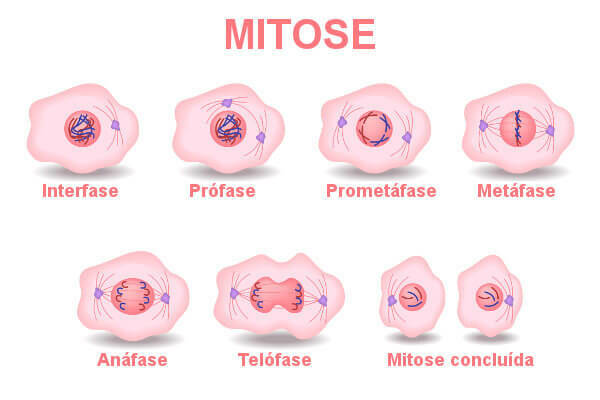 Mitoza: kaj je to, faze, pomen, mitoza x mejoza