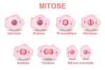 Mitose: hva er det, faser, betydning, mitose x meiose