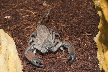 Venomous Scorpions. jedovaté škorpióny z Brazílie