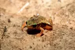 W Lesie Atlantyckim znaleziono nowy gatunek żaby mniejszej niż moneta