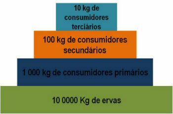 Biomassza-piramis