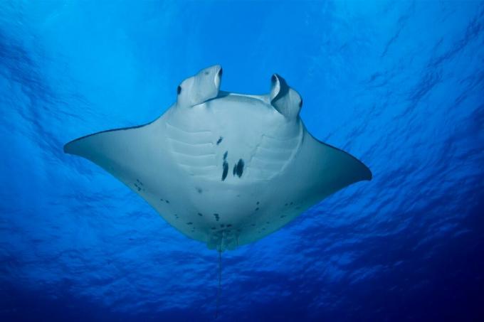 GIANT group of endangered manta rays found