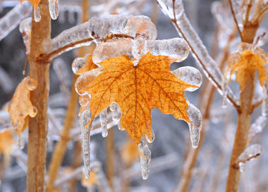 Example of an icicle formed on a plant