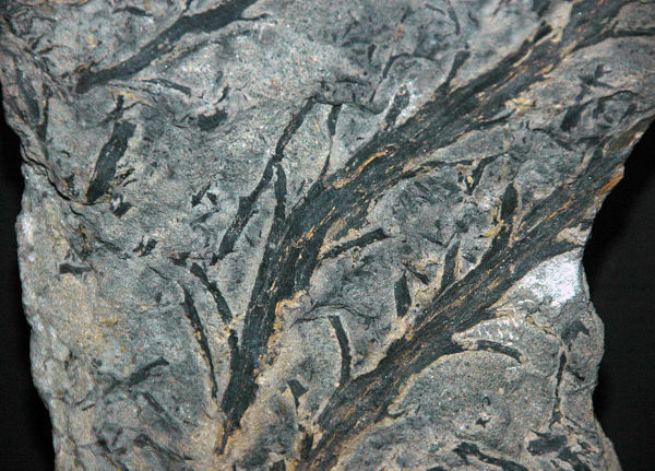 Fossil land plant that existed during the Devonian, one of the periods of the Paleozoic Era.