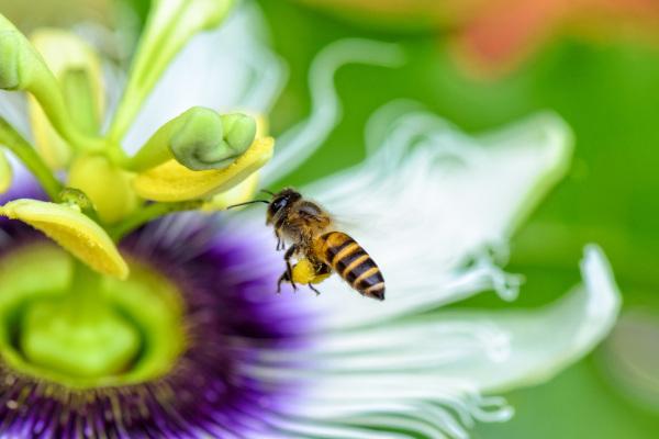 Flowers play an important role in attracting pollinators.
