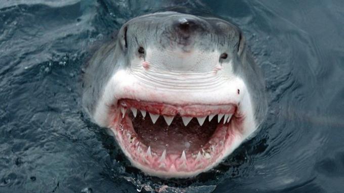 white shark teeth