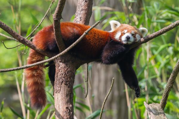 Raudonoji panda: kur ji gyvena, įpročiai, išnykimas
