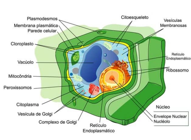 rastlinná bunka