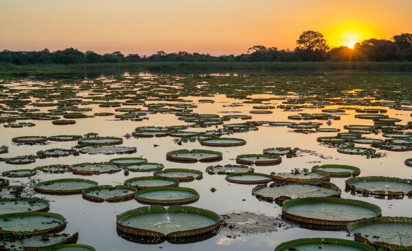 El nenúfar es una planta acuática característica del Pantanal, ubicada al oeste de Mato Grosso do Sul.