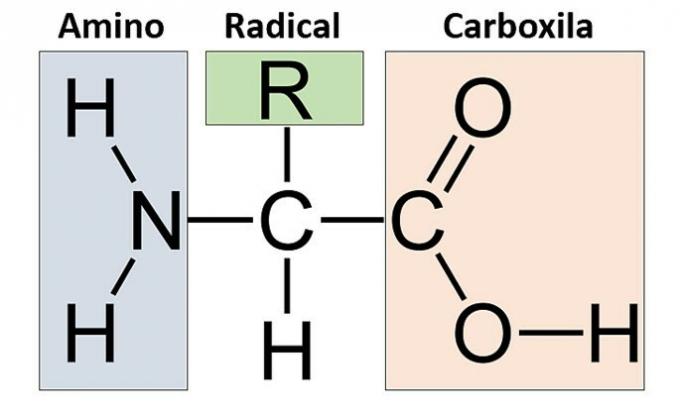 Acides aminés: qu'est-ce que c'est, structure et types