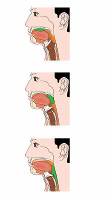 The tongue pushes the food towards the pharynx