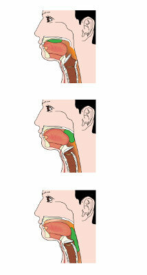 혀는 음식을 인두쪽으로 밀어냅니다.