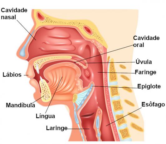 The larynx is located in the anterior region of our neck.