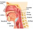 Strottenhoofd: kenmerken, functies en laryngitis