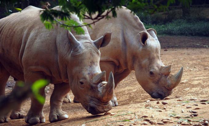 Носорози: карактеристике, врсте и претње