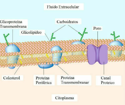 Structure de la membrane plasmique