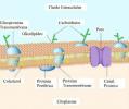 Plazemska ali celična membrana: delovanje in struktura