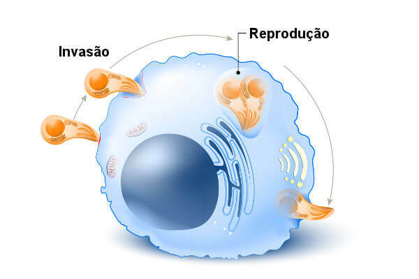 Všimněte si invaze toxoplazmy do buňky a její následné replikace.