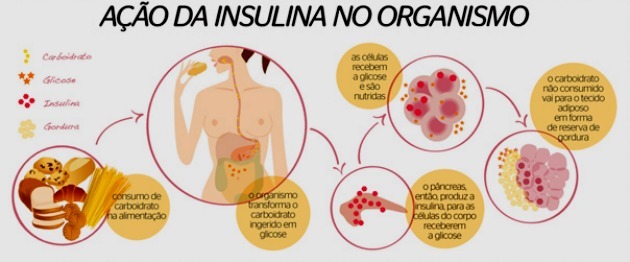 insulin action
