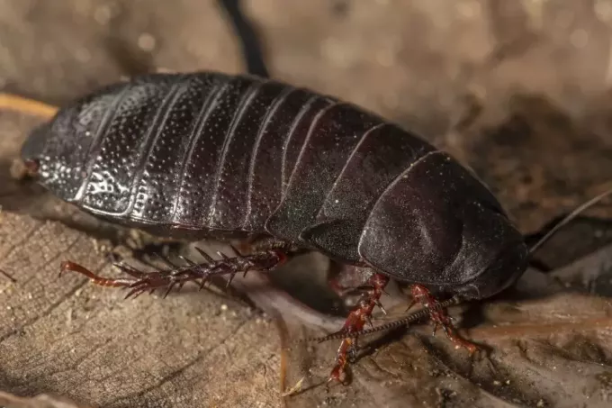 80 years later, a cockroach thought to be extinct reappears