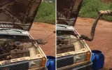 Kierowca znalazł węża w samochodzie w Goiás