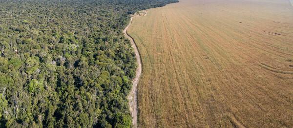 Xingu National Park vs. deforested area for agricultural cultivation in Mato Grosso.