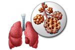 Alvéolos pulmonares: que son, estructura, función