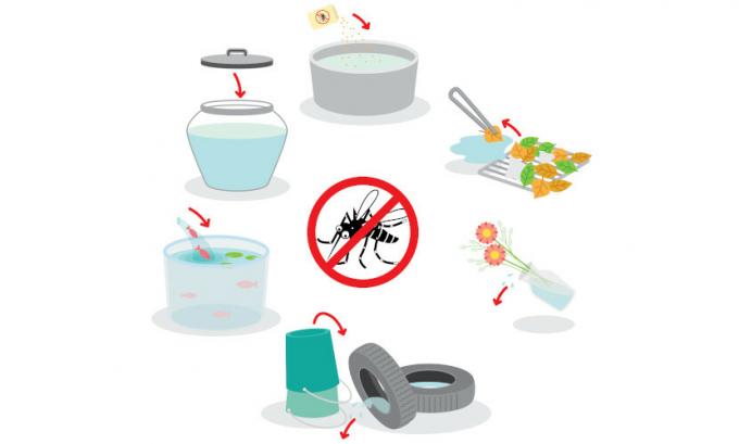 Dengue: veroorzaker, symptomen, risico's, behandeling