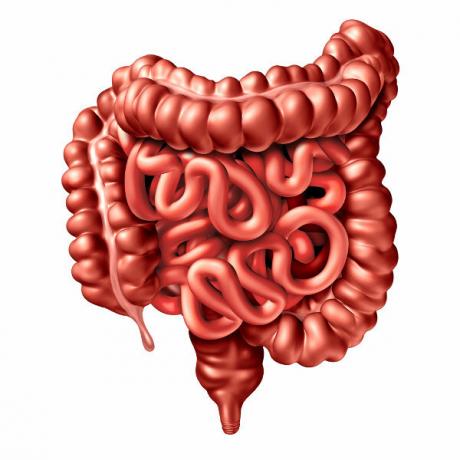 The small intestine and the large intestine are part of the digestive system.