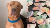 Pitbull makan lebih dari R$900 dari dompet tutor dan reaksinya menjadi viral di jejaring sosial