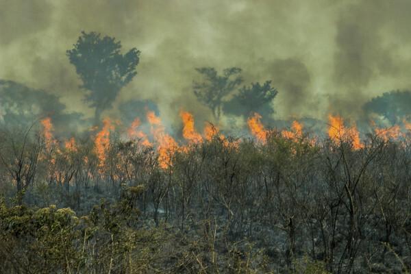 Bränder i Amazonas skog.