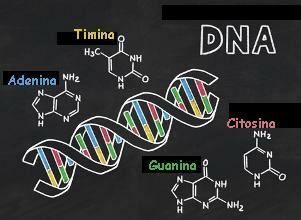 DNR. DNR ir jos struktūra