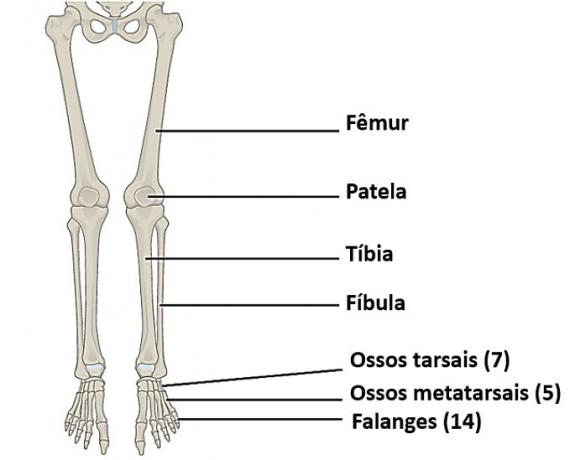 Lower limb bones